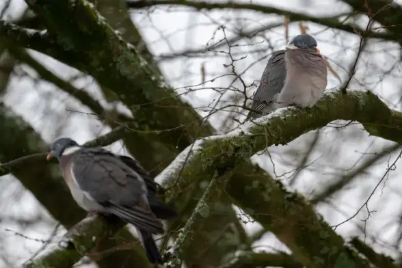 Zwei Ringeltauben sitzen aufgeplustert auf bemoosten Ästen in einem winterlichen Baum, eine im Vordergrund unscharf.