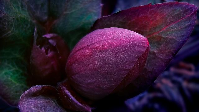This is a macro nature photo I took of the Hellebore buds in our front yard. I planted them last year, and their displays of hardiness do not disappoint! It’s one of my favorite winter-blooming flowers. Deep forest green leaves rimmed in aubergine and violet, cradle two dark magenta buds. The largest bud faces right. Tipped upward, its outer petals catch light, revealing stomata flecks patterned like an unopened galaxy. The flower and leaves soften into a dark purple and pink background bokeh.

Like many beautiful creatures found in nature, it is important to note that Hellebore is poisonous (it contains glycosides and saponins). I wear gloves while pruning because they’re so feisty. 

Hellebore’s tenebrous allure inspired my latest haiku:

mountain creek thaws
the poison garden
stirs itself