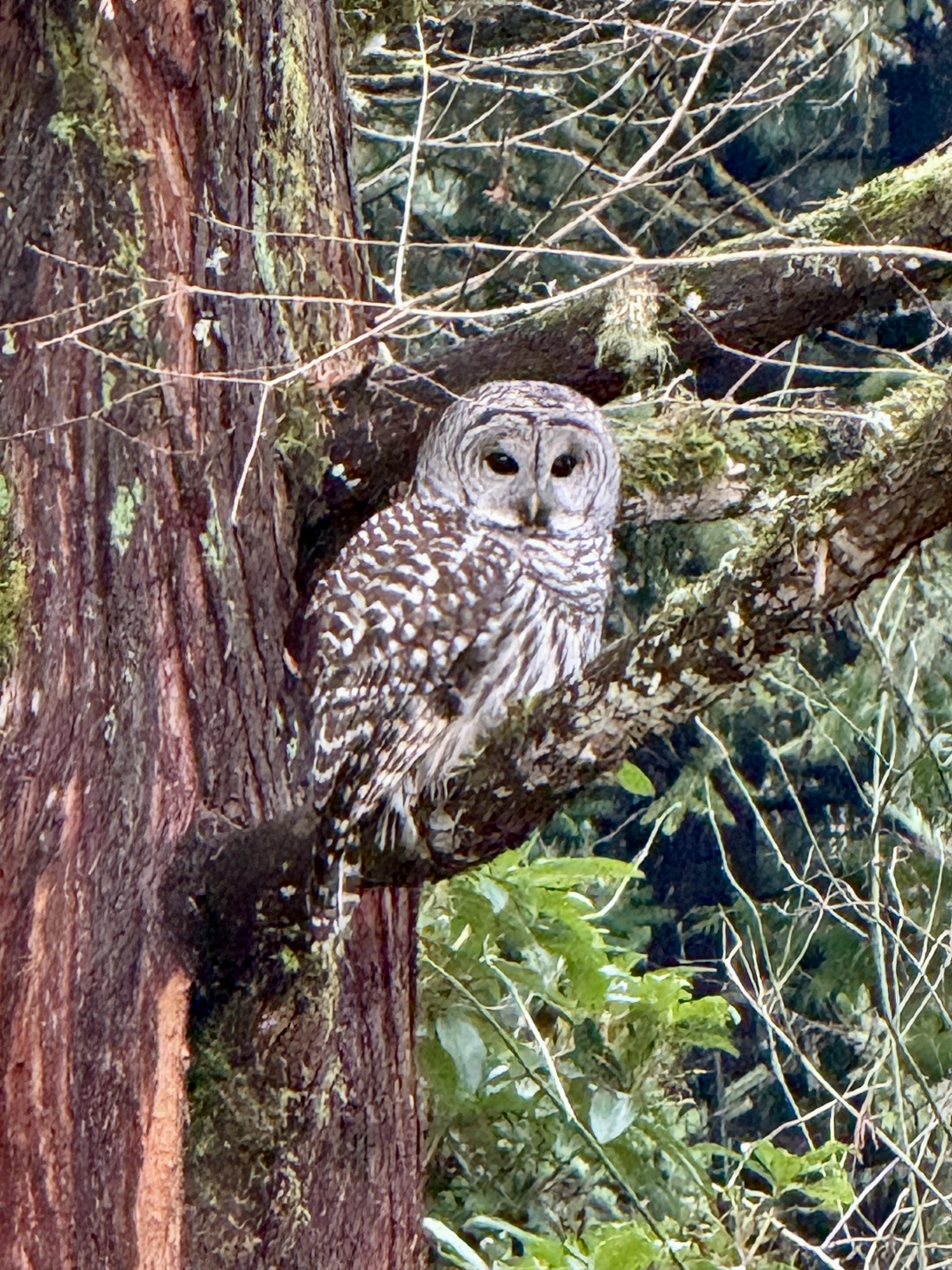 A barred owl looks over its shoulder at me. It sits on a heavy branch of a dawn redwood close to the tree’s trunk. The wet bark spans the height of the left side of the image. The owl’s eyes peer from the centers of its great twin concentric circles of alternating white and brown, a face made of ripples of feathers.