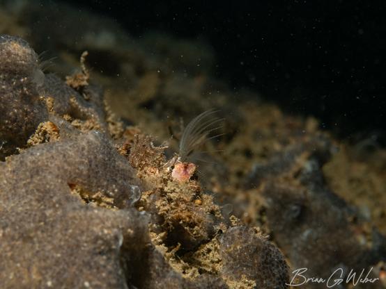 A barnacle extends into the water column to grab some passing food