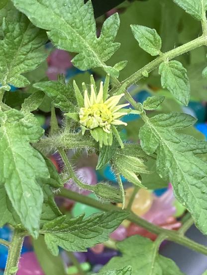 A closeup of several flowers on another one of the Cherokee tomato plants.