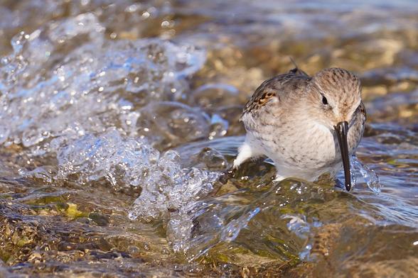 A Dunlin is partially tipped by a small wave on the sunlit bay.