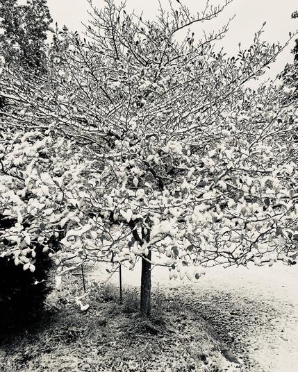A black and white image of a round tree covered with snow that has a silhouette effect applied. The tree and the ground underneath have a "spotty" look and texture.