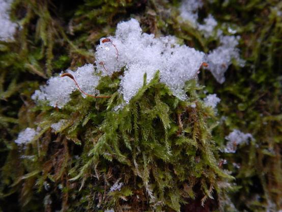 Nahaufnahme von Moos auf dem etwas Schnee liegt.