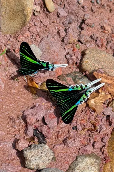 Two butterflies have alighted on the ground, which is comprised of small rocks and pinkish ultisol clay. Their legs are bright white, contrasting with their mostly dark wings. The front portion of their open wings is roughly heart-shaped, black with vertical bands of bright green. The rear portion of their open wings is bordered with white and sees the bright green turn to light blue mixed with green and the heart shape gain jagged edges. Each wing ends in a long thin "tail" segment which is white outlined with black ringed with white. The hard lines and high contrast almost make the butterflies look like paper cut-outs.