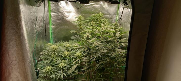 In einem Indoorgrowzelt stehen 3 Cannabispflanzen die deutlich sichtbar in Blüte sind