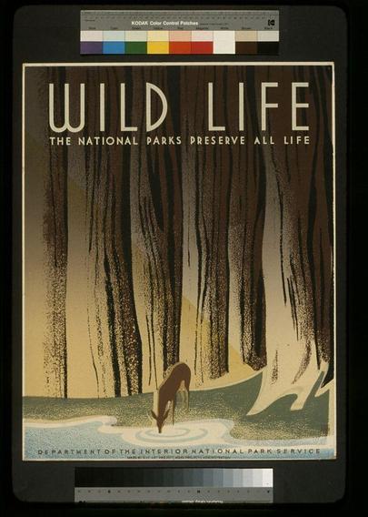 The image depicts an advertisement poster for Wild Life, which is part of a campaign by the National Parks. It features striking visual elements such as bold typography and contrasting colors. The prominent headline "WILD LIFE" captures attention with its large font size and yellow hue on a dark background.

Below this title, additional text in smaller letters reads: "THE NATIONAL PARKS PRESERVE ALL LIFE." This statement emphasizes an important message regarding the conservation efforts of national parks to protect all living organisms. 

The lower section showcases artwork that illustrates two deer standing by a water source surrounded by tall trees with brown trunks and green foliage at their base, suggesting a forest environment. The serene depiction highlights the natural beauty preserved within these protected areas.

On top of the poster is a Kodak Color Control Patch, indicating it as an original color print from around 1936 to 1940 by the Department of the Interior's National Park Service.

The overall design and message effectively communicate the importance of preserving wildlife habitats for future generations.