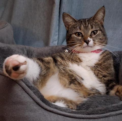Our tabby cat with white markings, named Pax, looks silly as she lies in her bed with her right leg extended and her foot sticking out towards the camera. Her pink and black toe beans are showing. Her beautiful amber-colored eyes are looking at the camera, inviting everyone to be silly with her.