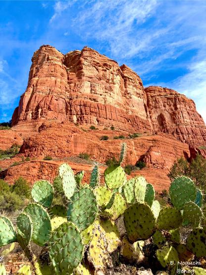 A huge red rock butte is rising behind the cluster of prickly pears under the blue sky.