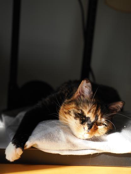 calico cat lounges, sun highlights her face