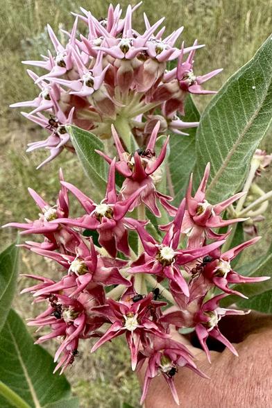 Reddish milkweed flowers with ants swarming on them