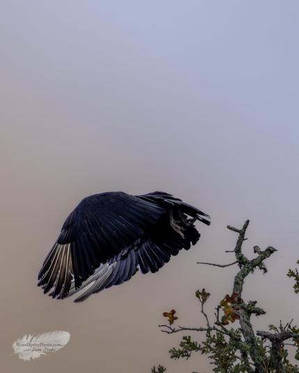 A black vulture (Coragyps atratus) lifts off from a tree branch, its wings extended low and wide as it leaves the perch. The textured feathers contrast with the pale sky, while the branch remains visible to the right.