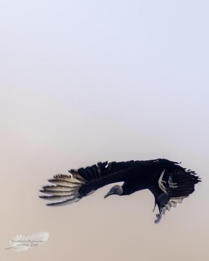 A black vulture (Coragyps atratus) glides through the air with wings fully outstretched, showing broad dark feathers and lighter outer wing edges. The bird flies across a smooth, pastel sky with no ground features visible.