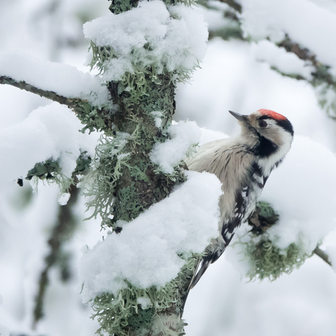 Pikkutikka – Lesser spotted woodpecker