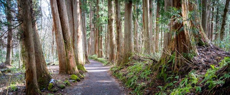 Anamorphic panoramic photo of the cedars at Togakushi Okusha, Nagano.