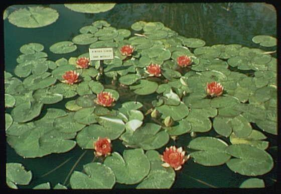 The image depicts a serene pond scene filled with green lily pads floating on the surface. Amidst these lily pads, vibrant red water lilies bloom, adding a splash of color to the tranquil setting. A small signpost is visible in the center, indicating "Nymphaea gloriosa (Hardy Water Lily)" and specifying that it was photographed between 1939-40 at an event known as Gardens on Parade. The photo appears aged with some discoloration typical of vintage slides or photographs from this era.
Additional information about this image can be found in "World's Fair: Gardens on Parade," which features the Nymphaea gloriosa (Hardy water lily) captured by Gottscho-Schleisner, Inc. This company is known for its extensive collection of photographic records documenting various events and subjects from around 1905 to today.
The image format indicates it's a slide measuring approximately two inches across each dimension with color content. The source of the photo suggests that this particular photograph was taken in Amsterdam or another location within Europe, as Gottscho-Schleisner had branches there during its active period.