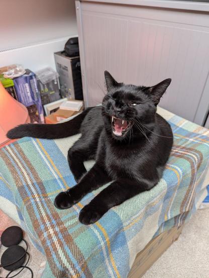 Jet black cat on a tartan wool blanket, mid yawn, slightly scrungy face