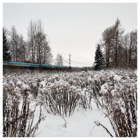 En fyrkantig bild på ett blått tåg som åker förbi ett snöklätt fält av växter. En del träd längre bort vid järnvägen.