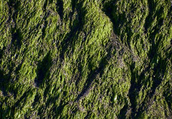 A wet rock face covered with bright green algae draping downward all over it, lit up by angled sunlight. There are areas where the gray rock and sand are seen through gaps in the algae, and it’s also got dark shadows in divots and crevasses all across the rock, alternating between the mossy coverings of the algae.