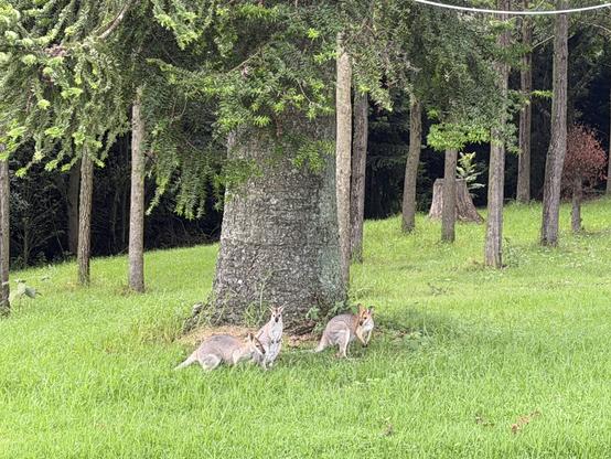 Three wallabies sit in front of a large bunya pine tree surrounded with green grass. In the background is forest.