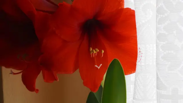 Rote Amaryllisblüte und grünes Blat vor heller Wand