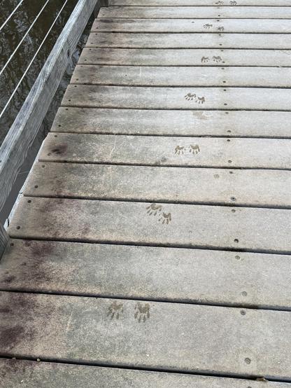 A slippery (!) pontoon bridge over a lake in Western North Carolina sports a trail of little animal prints, approaching where I'm standing.  S(he) must have just gotten across before we reached the bridge.  They look quite a lot like tiny human hand prints, in pairs.

Not a fan of raccoons in general, but the tracks were the only sign of critters we saw on our walk this mildly cold morning.