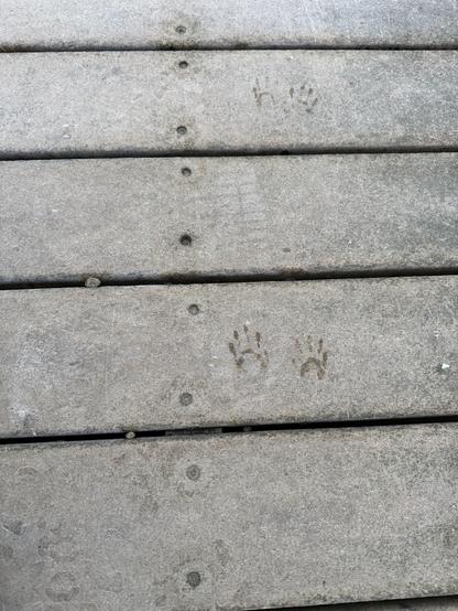 A closer photo of a few of the frost-rimed bridge boards, and a couple of the little paw prints.  Glad we didn't meet on the bridge.