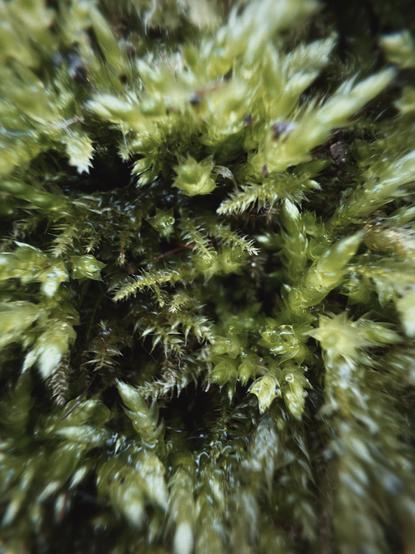 Close-up of green moss with tiny, spiky leaves.