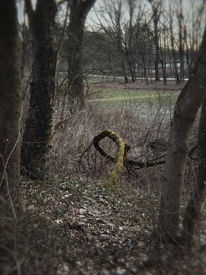 A moss-covered, bent tree branch in a wooded area with bare trees, grass, and a faint structure in the background.