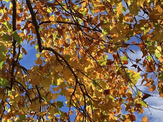 Herfsttooi in de straat