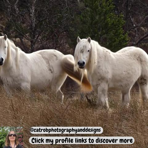 Slide from my latest Instagram reel, featuring a coloured photograph of two white horses standing in a meadow. 

I've taken so many photographs over the years, during my adventures around the Scottish Highlands, not all making it to my stores.

So I decided to make exclusive nature videos for my Instagram account. So sit back and enjoy !

I created this video in canva.com using the AI Image to video app, layering, text and shapes options available. 

The music track also provided by canva.com is called -

Upbeat Motivational by makesoundmusic  from Pixabay

Click link on my Instagram link on main post ( login to Instagram) to view the reel.