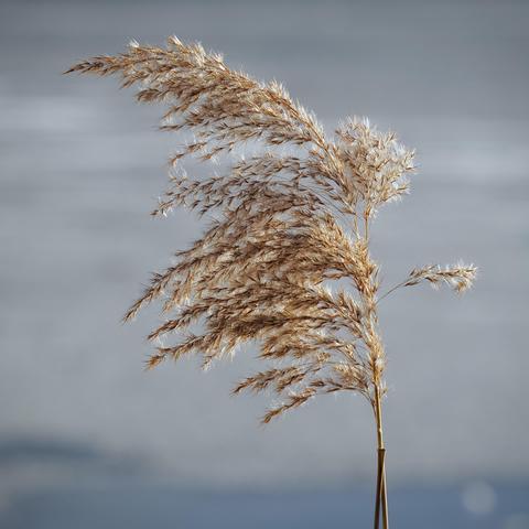 the square image shows a single reed stalk with inflorescence in front of a blurred, icy lake surface.

the stalk is dried and has a beige-brown color. the feather-like inflorescences are bent to the left by the wind. they are delicate and light. the stem is slender and straight. the background is blurred. the sun is shining.

the image has a calm and peaceful effect.