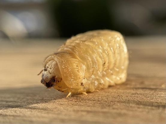I can’t figure out what this beetle larva is. It’s really short and chubby