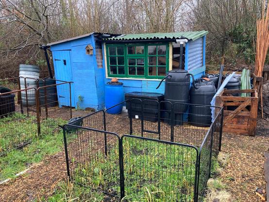 Two sheds brought together as one. A small, square traditional shed has a longer, rectangular extension. The shed is painted cornflower blue. The old shed has a roof that slopes down to the left. The extension has a green roof and slopes forwards and to the right. Rainwater is harvested off both sheds down gutters and into water butts around the building. A wooden framed window painted green has eighteen small glass panes. Two growing beds inside black metal fencing are down to green manures of rye grass and mustard. Bare trees form the backdrop to the shed.