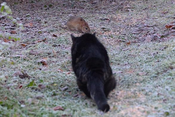 Mon chat Léo vu de dos, en pleine action de chasse ; approche d'un rat surmulot en train de se nourrir au sol.
On voit nettement le rat qui a forcément vu le chat qui se trouve à moins de 2 mètres. Le sol est recouvert d'une fine gelée blanche. C'est un chat tigré à forte dominante noire.