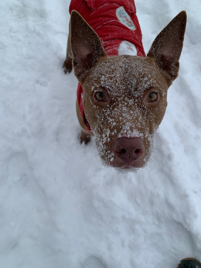 Ginger the pitbull looks up at the camera with a snow-covered face