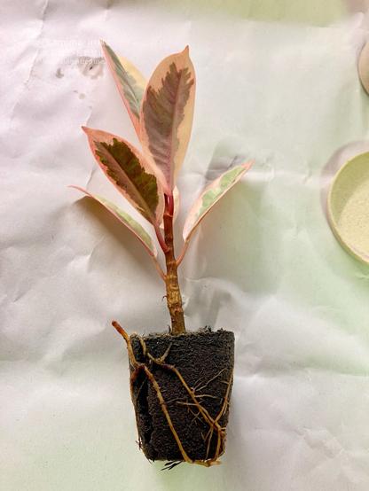 葉にクリーム色の斑が入った、フィカスの小さな苗
植え込み用スポンジに根が張っている