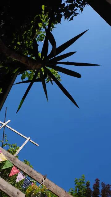 Blick in blauen wolkenlosen Himmel. Palme von unten und bunte Wimpel