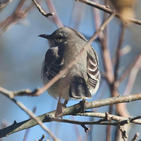 Northern mockingbird in an apple tree