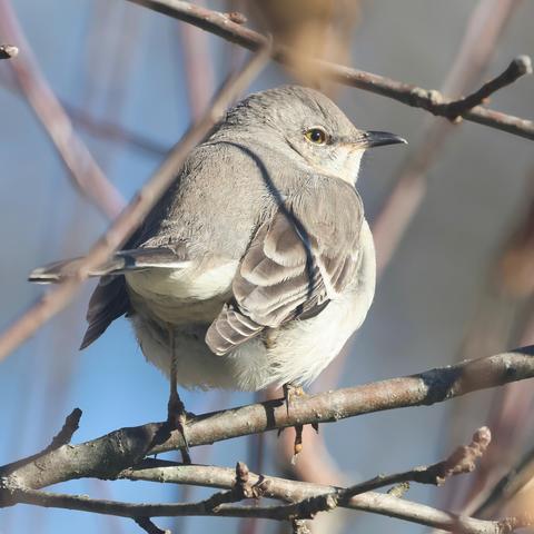 Northern mockingbird in an apple tree