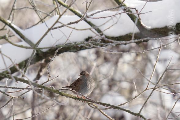 Eine Heckenbraunelle sitzt im Gebüsch direkt unter einem Zweig der das dreifach seiner Dicke an Schneelast trägt.
