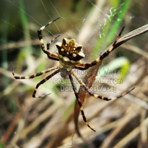 Digital closeup photography of a silver argiope spider on its web. Grass blades, both fresh and dried up, can be seen in the background, out of focus.