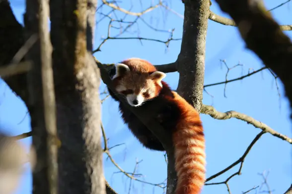 A red panda looking down from a very high tree branch. The tail looks super fluffy.