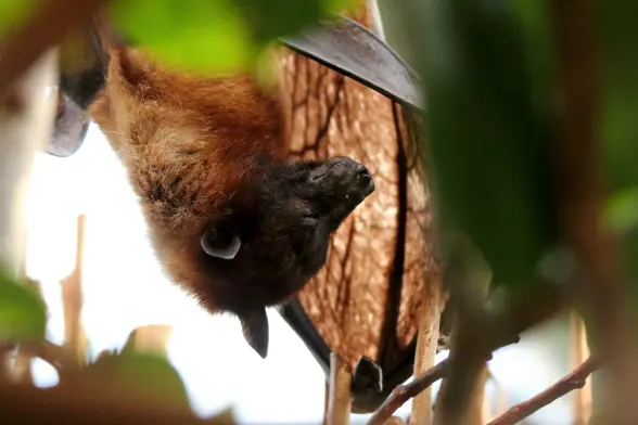 A large bat with brown fur sleeping peacefully upside down in a tree.