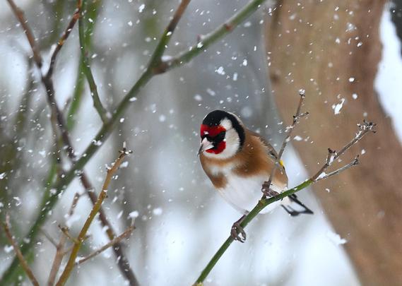 Chardonneret élégant posé sur une branche de rosier. L'oiseau est de face, il neige, les flocons sont assez gros, il semble subir la situation.