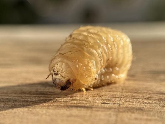 I finally figured out what that larva I posted photos of a while back is. It’s a Vesperus xatarti, a beetle that parasitizes olive trees