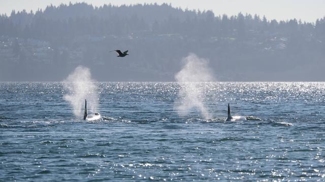 two orcas, one mid-spout and one that just did. the one that is currently spouting is far enough above water that we can see what might be its blowhole, or might be just a dimple or shadow, i'm really not sure. overhead a seagull flies
