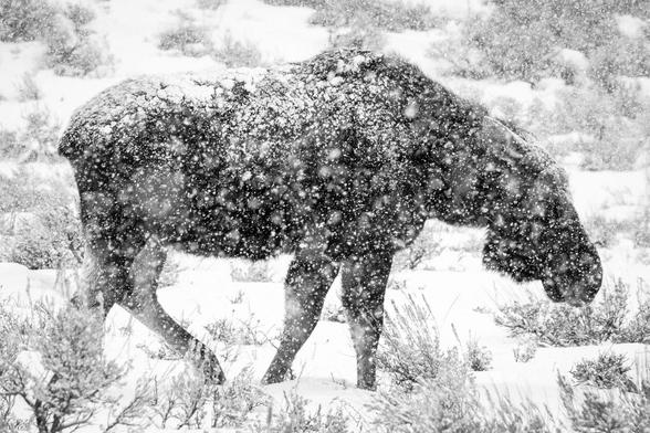 A bull moose walking on the sage brush near Antelope Flats during heavy snowfall.