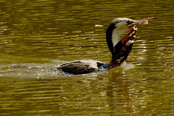 Pied shag swimming in reservoir, dragging dead fern in its beak