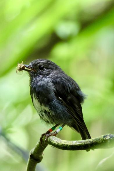 NI robin with a cicada in its beak